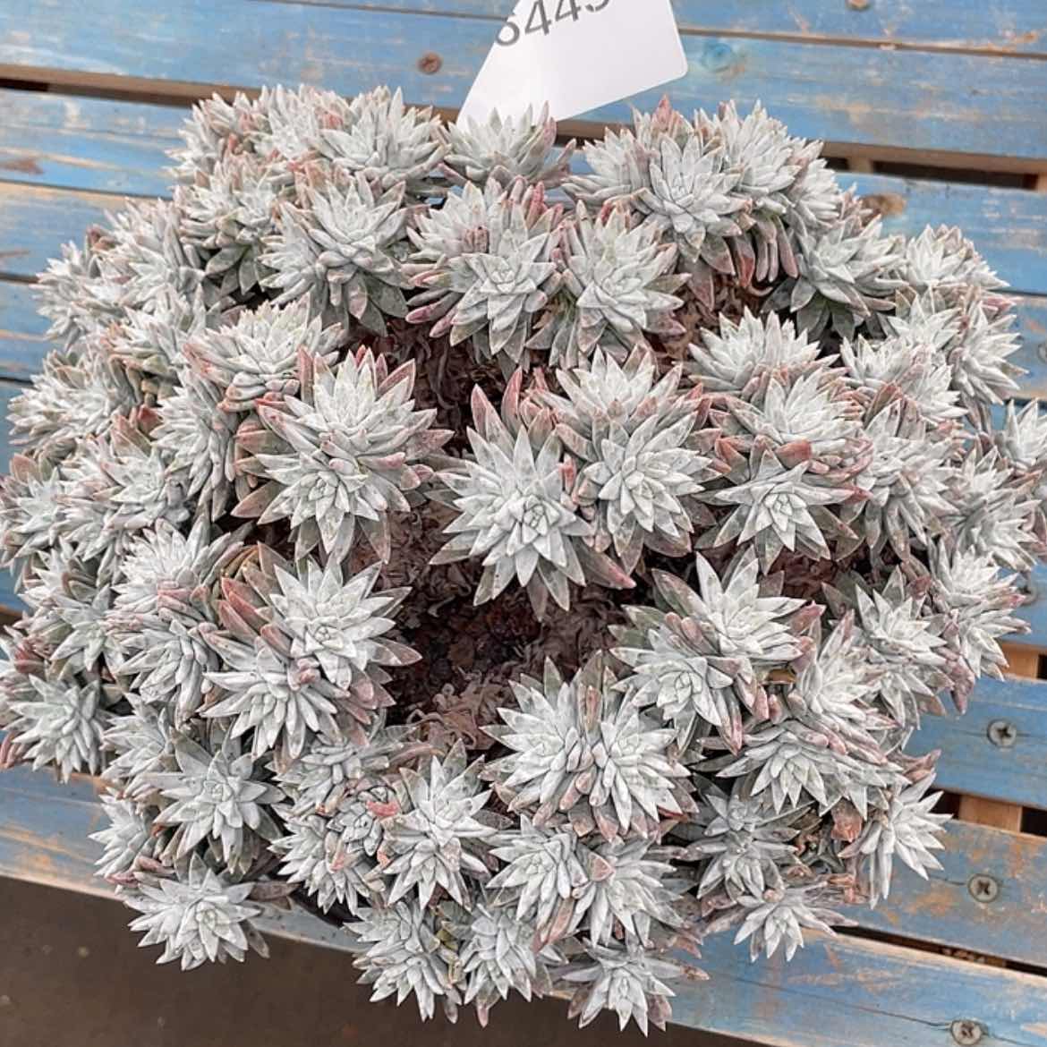 【闪购商品】大白菊