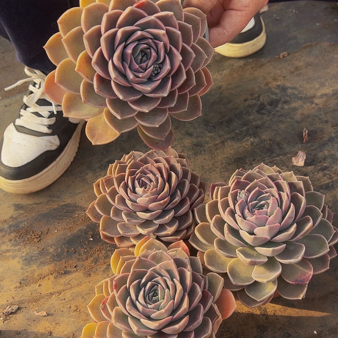 原始哈利沃森大单头