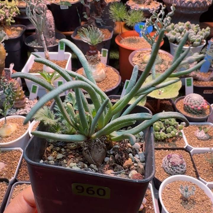 淡青箱960 仙人球