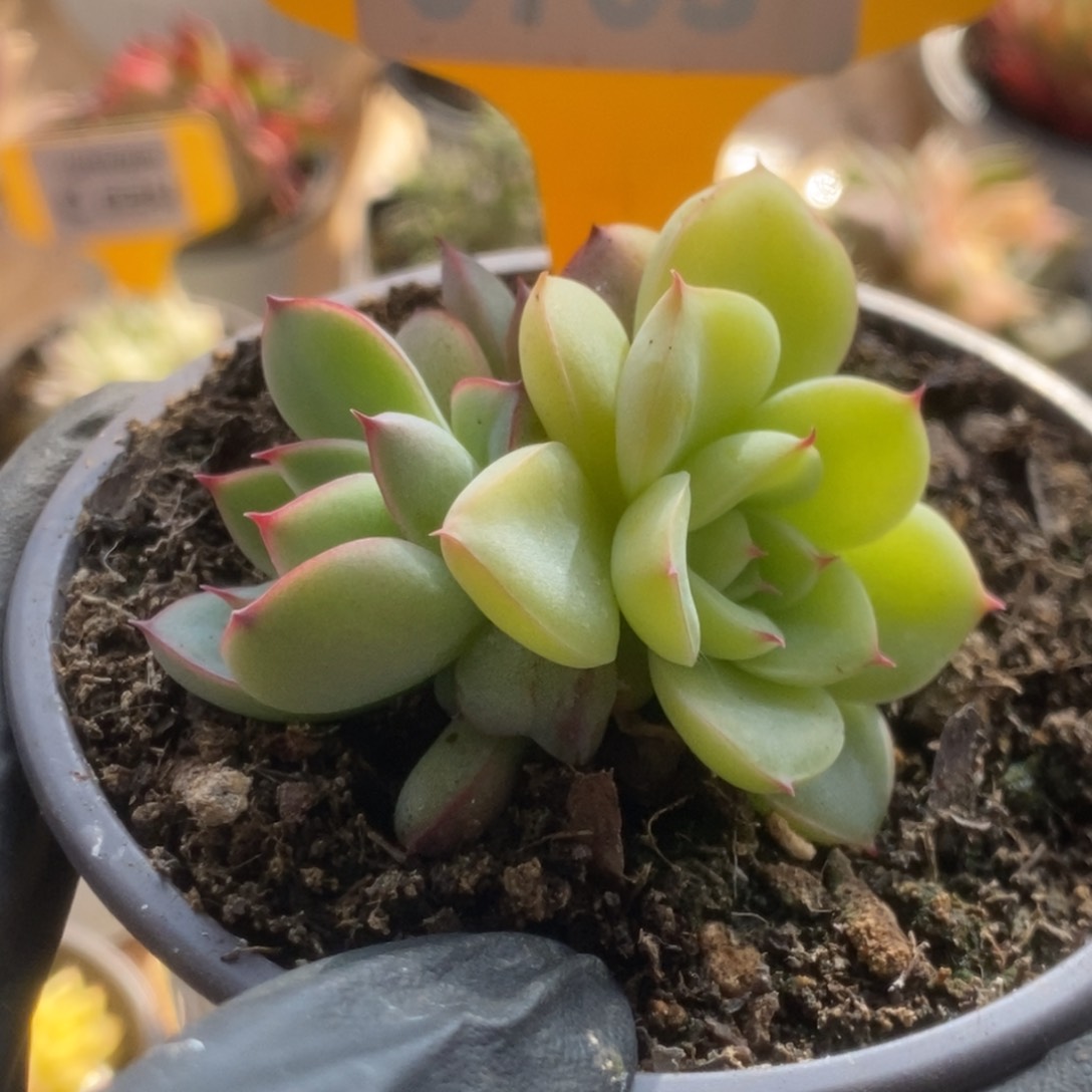 616花月夜锦锦锦锦锦锦