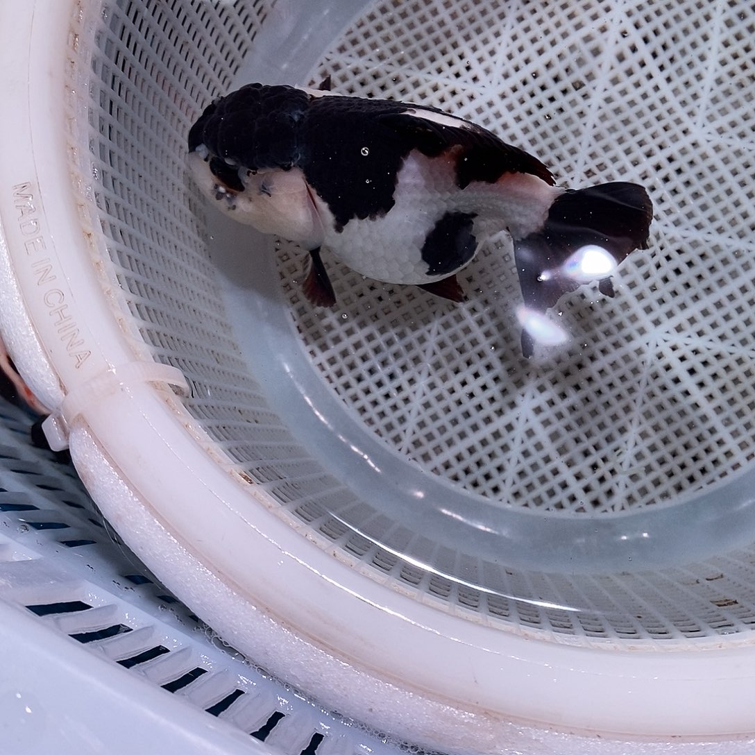 廣***民海水鱼1条玛丽玛丽玛丽