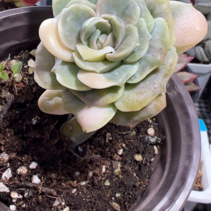 可爱玫瑰锦378福利价