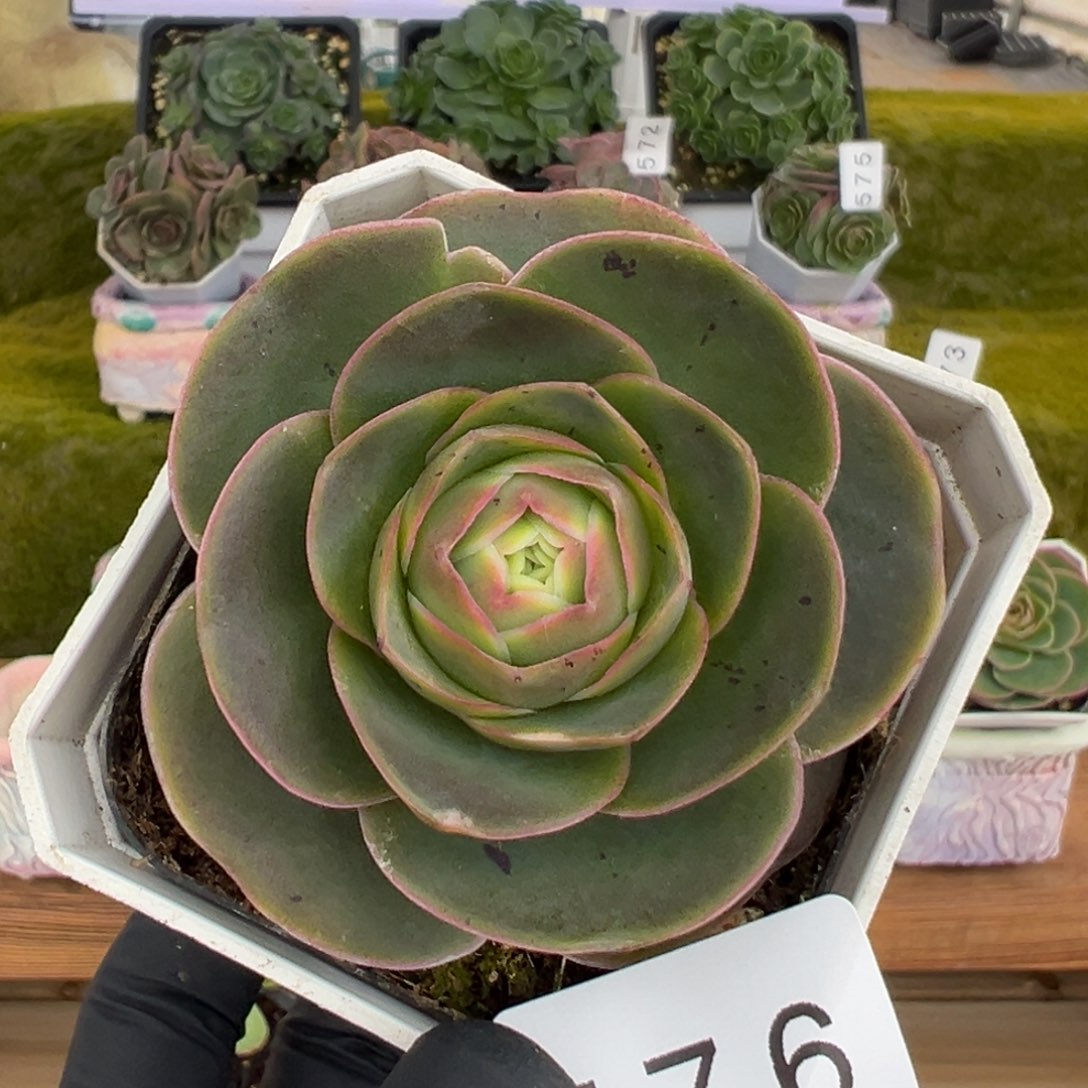 576酒红色桃6厘米