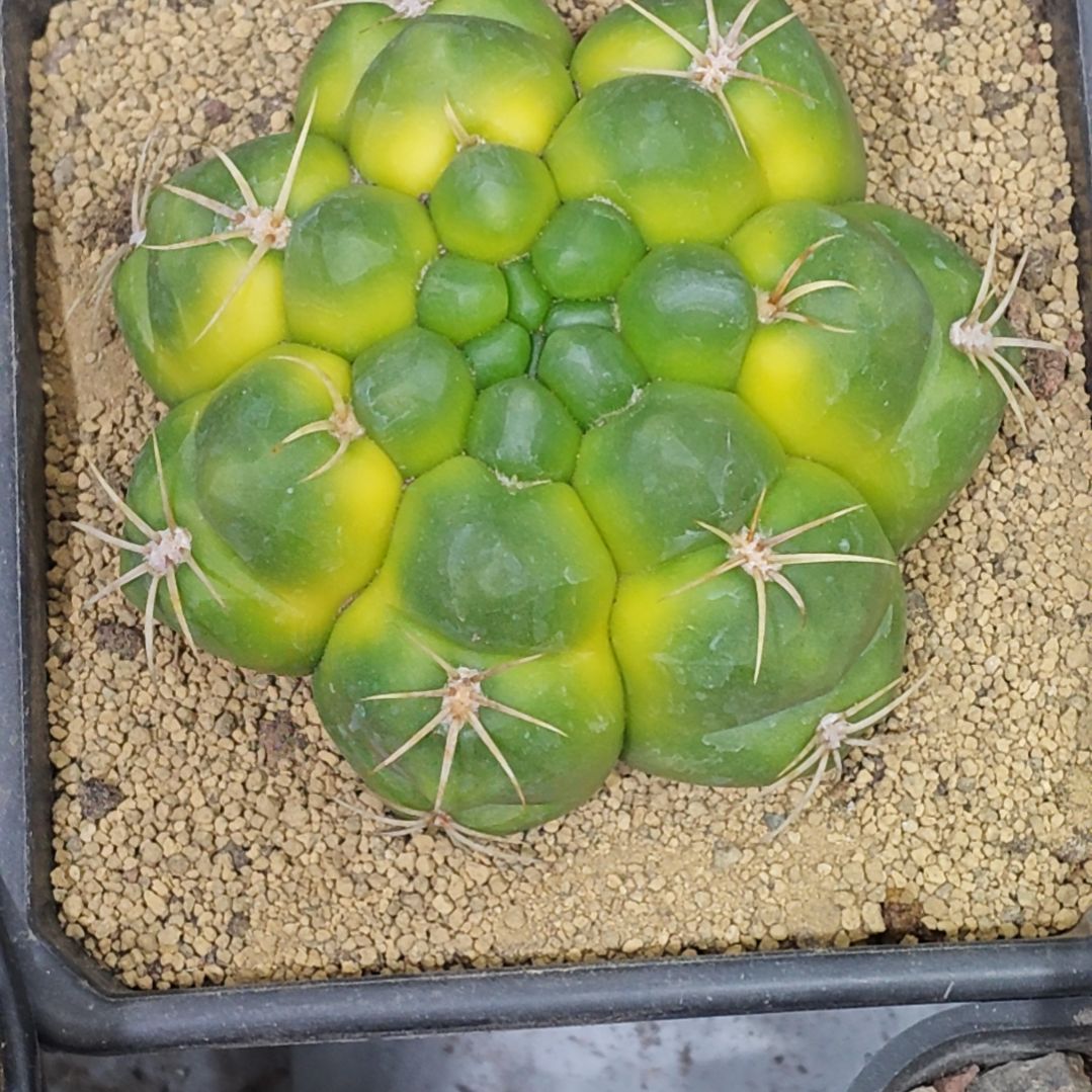 实生根龟甲黄体美花海王