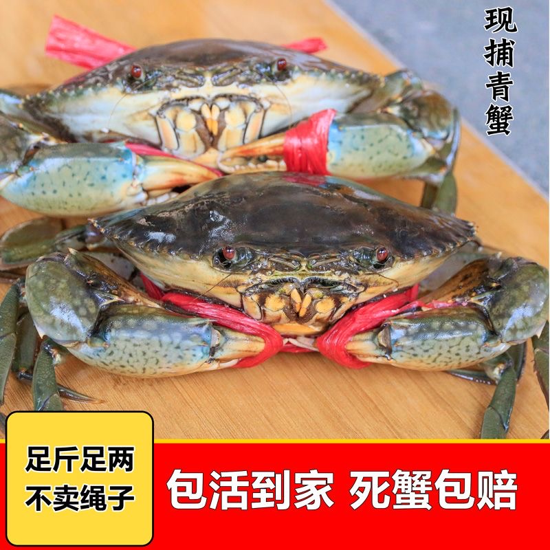 【顺丰包邮到家】本地鲜活青蟹肉蟹红鲟鲜活包肥包肉（纯吃肉大肉蟹）