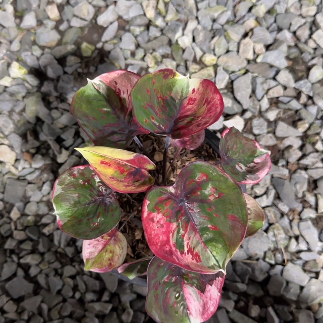 J****W8-1115泰国发货变异红魔