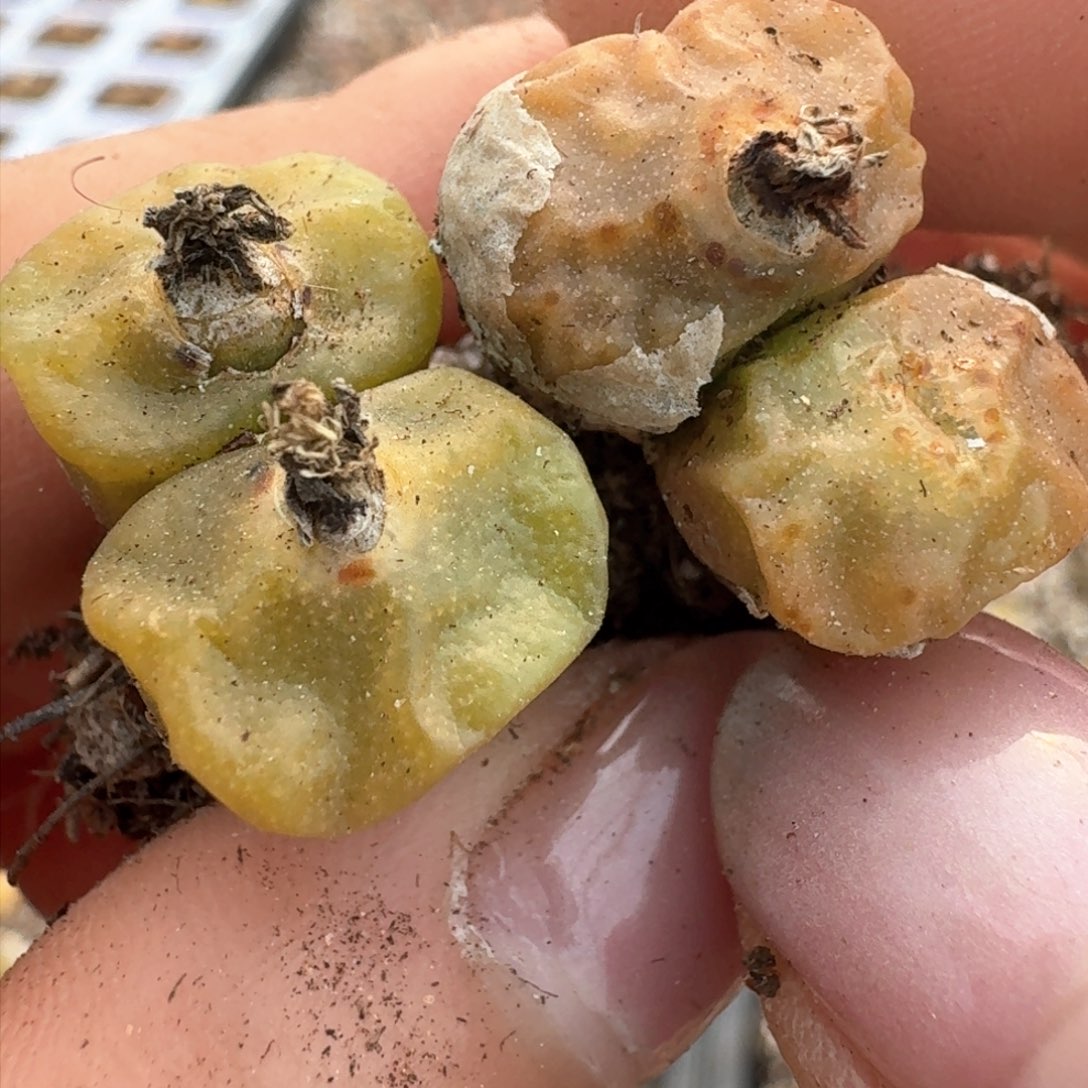 254烧卖1410.654两颗