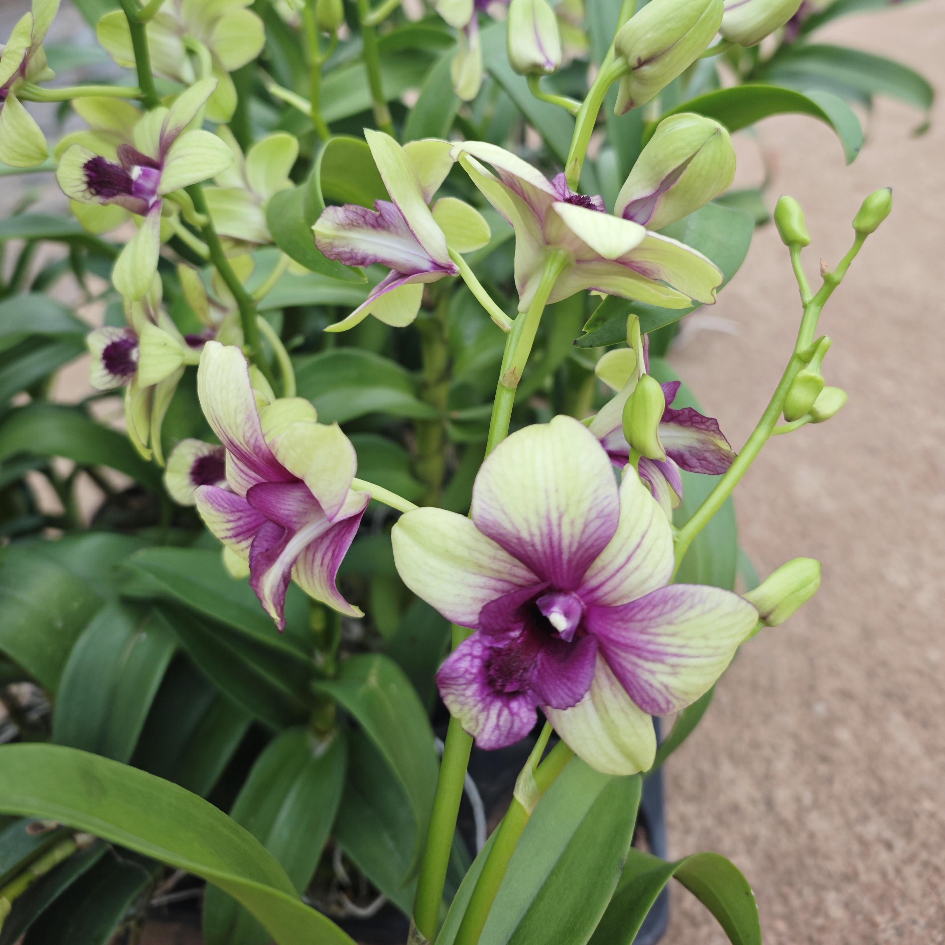 【石斛兰】碧玉（无花苗）