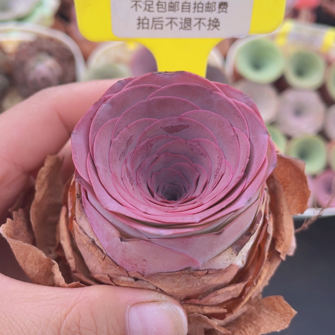 山地玫瑰C003满38包邮裸根发货