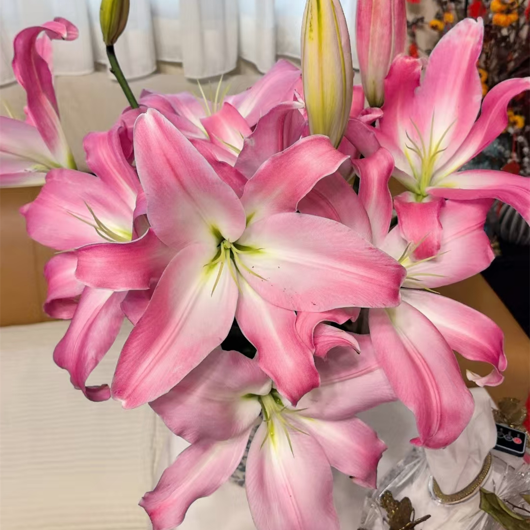 星光百合【粉色系百合】 【零度以下不拍保温棉不售后】