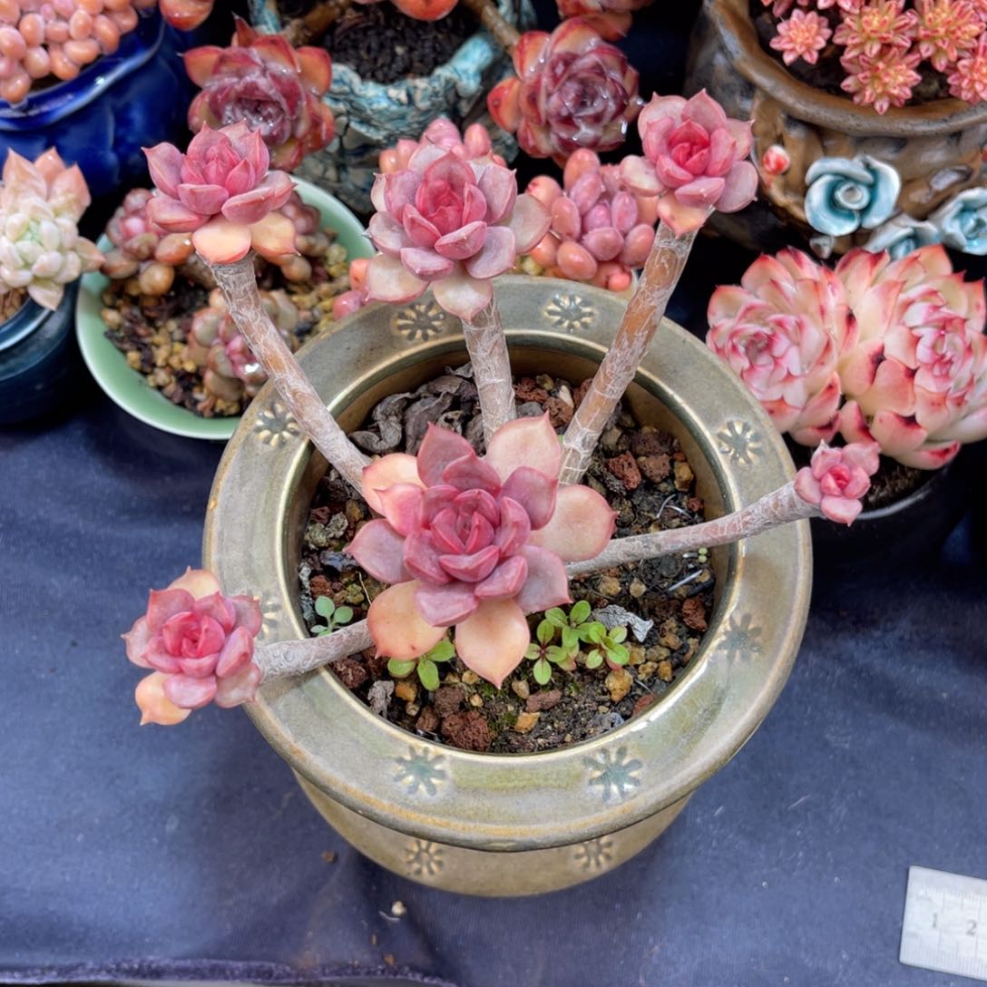 红夫人 十三公分 