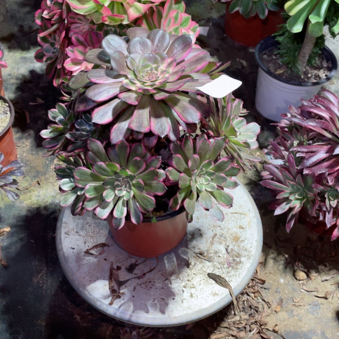 多肉植物红金钢485