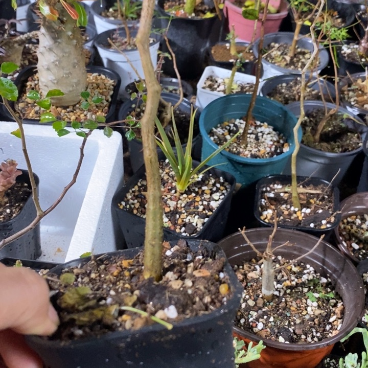 蒋***翔滔天橄榄实生发货啦。