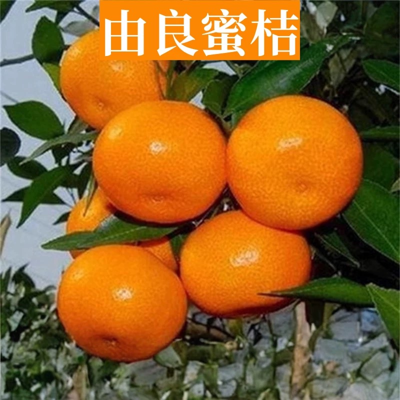 由良蜜桔苗果树苗庭院地栽早熟橘子树阳台盆栽嫁接桔子苗