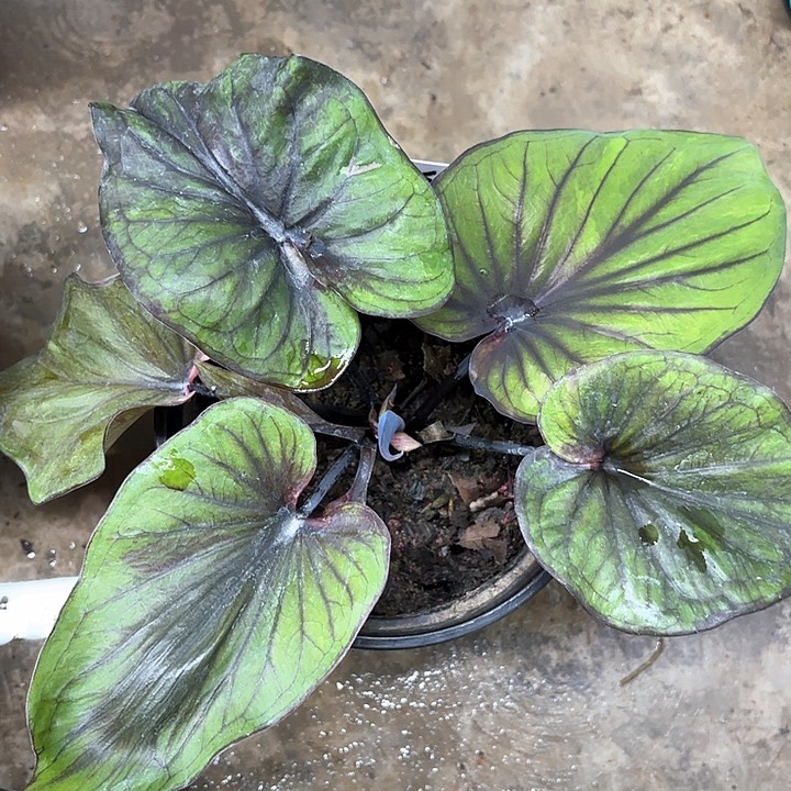 282-0206彩叶芋广东现货多肉