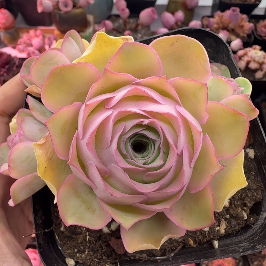 Y980半城玫瑰情澜