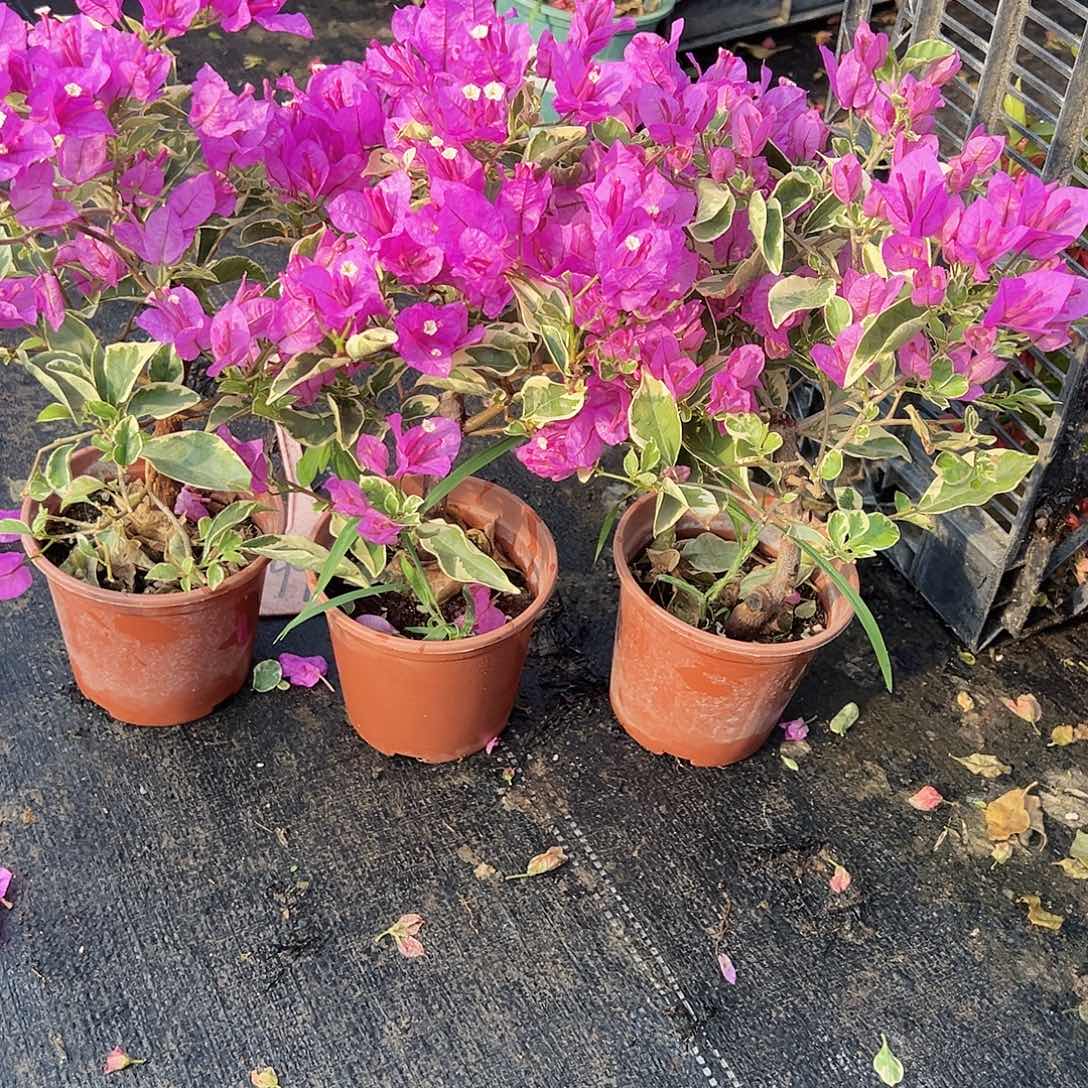 大部分花苞少量开放银边浅紫掌中宝一颗