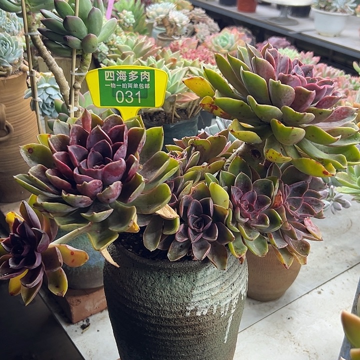 兴***木琼斯多肉植物群落031