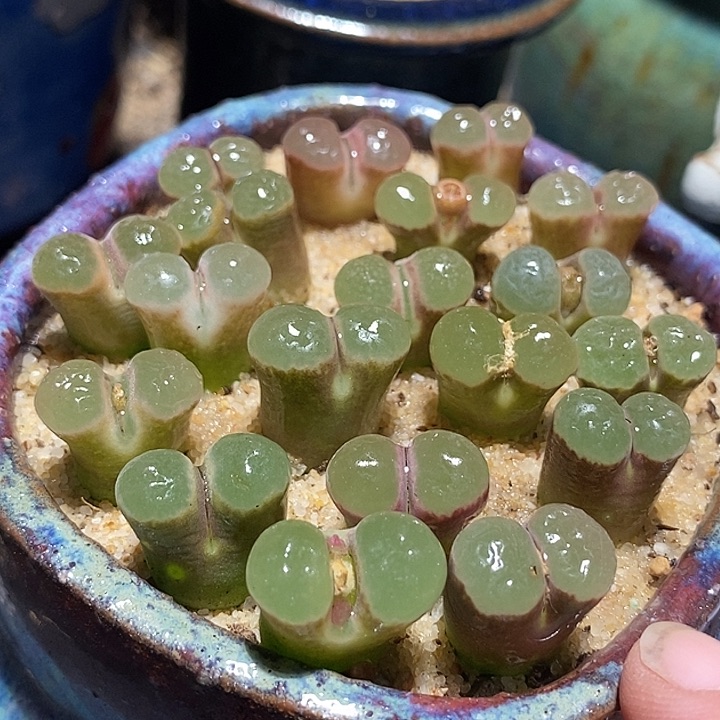 12513样本熊猫磁铁一颗