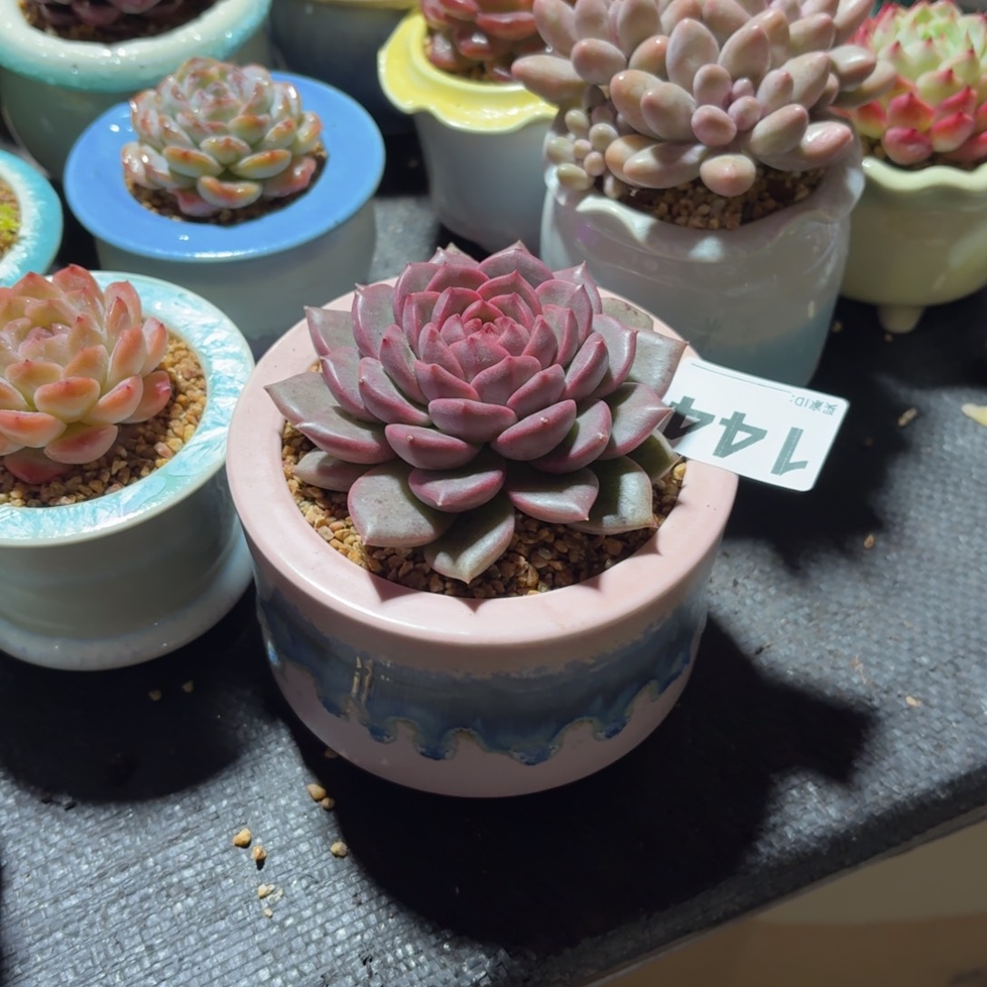 百***味紫雪多肉带盆发货144