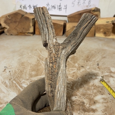 大果紫檀（缅甸花梨）呼***谎