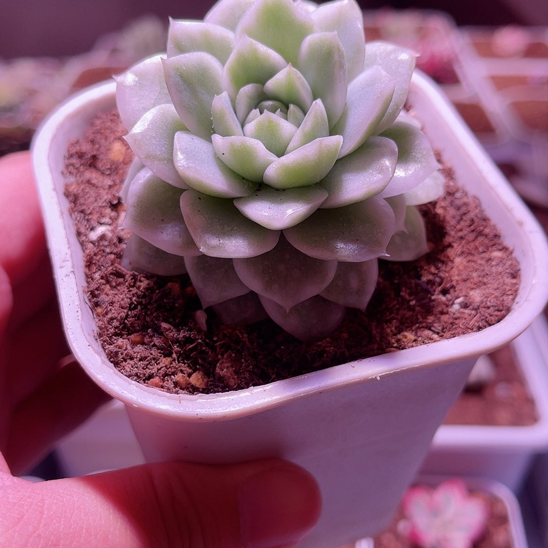 云台麦秆锦植物一物一拍