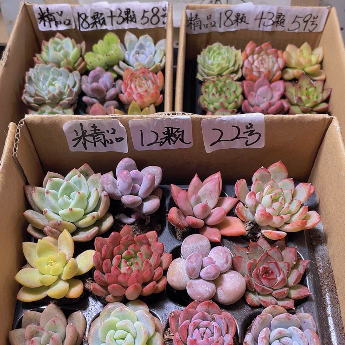 【闪购商品】【量拍】12颗-22