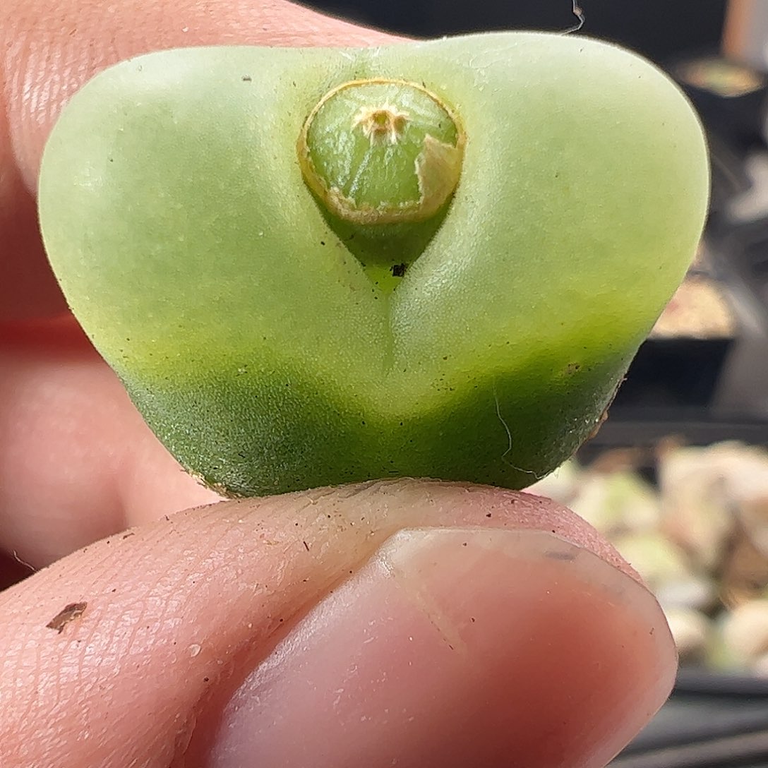 一物一拍冰风铃杂交314