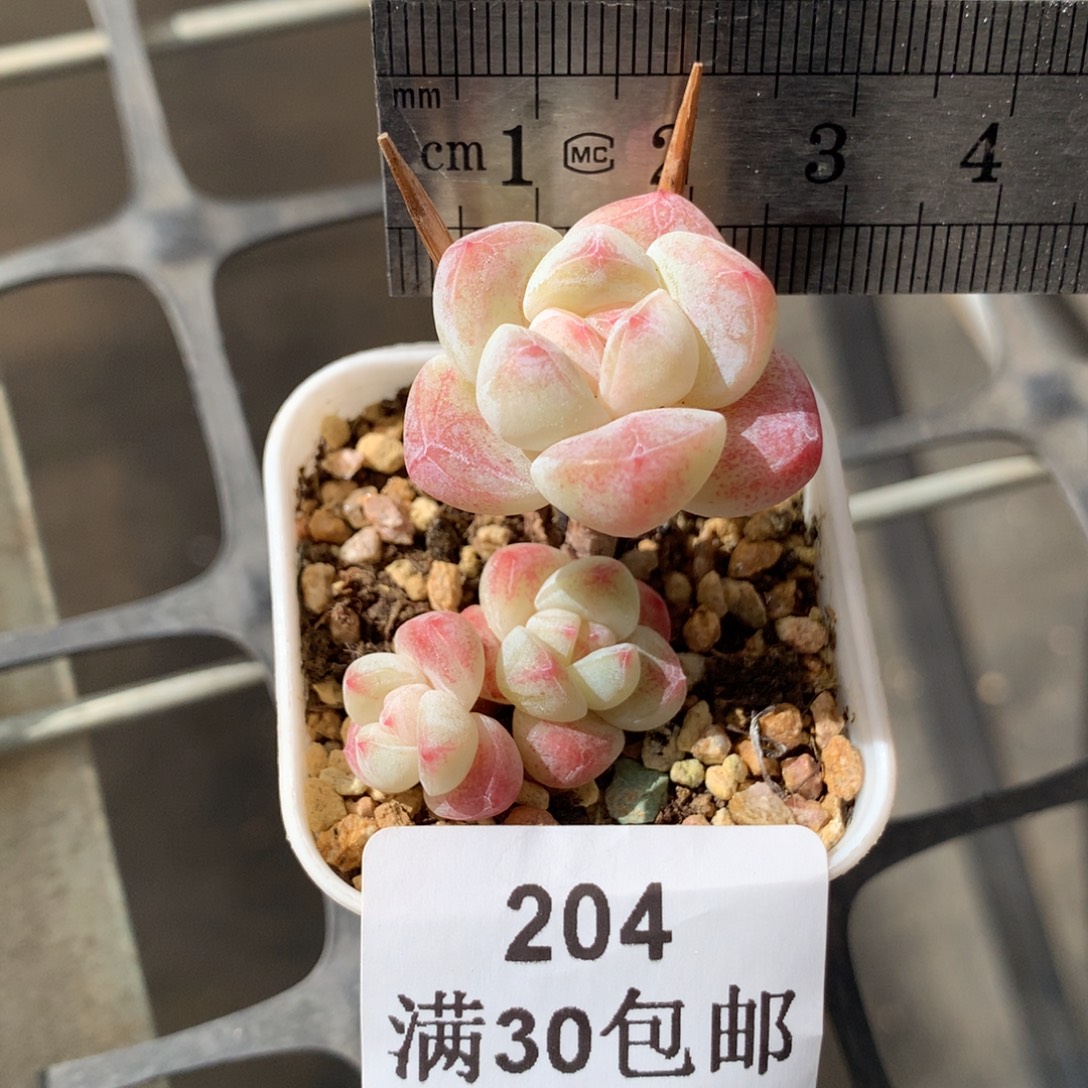 204。小腿冰玉三头白底。