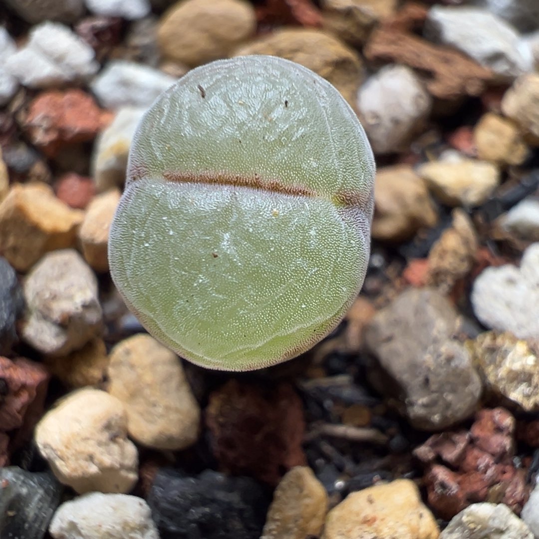 408粉红女郎风铃母本一物一拍