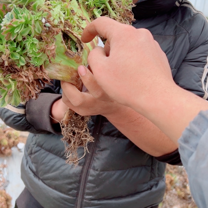 红袖醉话16号有老伤多肉法师