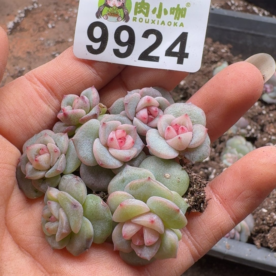 多肉植物多肉植物