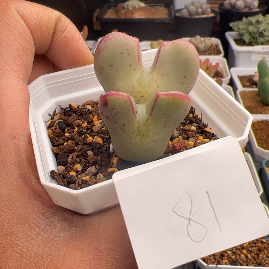 钧*3.13多肉植物81
