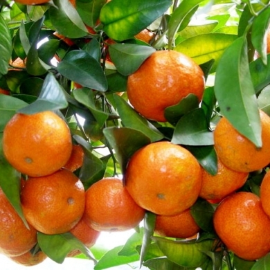 【小时达】郁南红沙糖桔500g