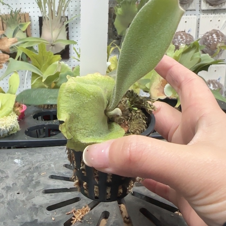 A9鹿角蕨孢子苗喔