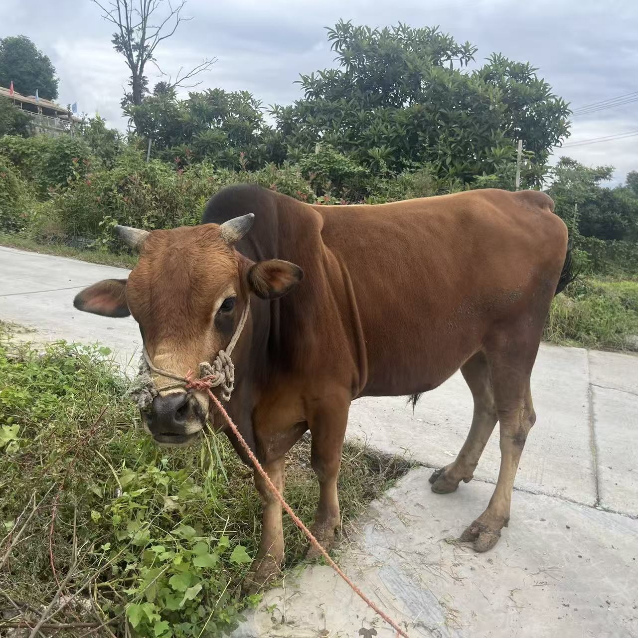 【秦巴高山散养土黄牛】（57）现宰现卖冷链包邮