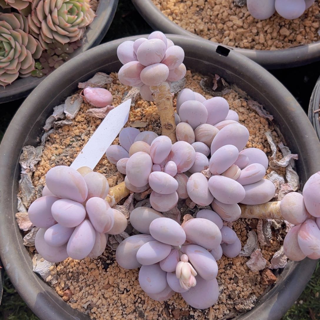 香玉的故事是一个人的故事