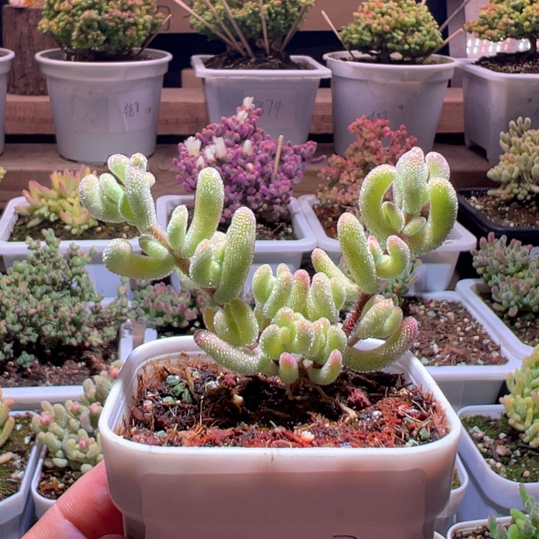 453超白一物一拍包开箱