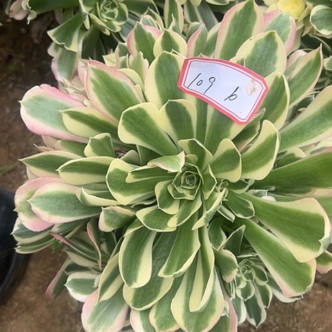 多肉植物雨花石109