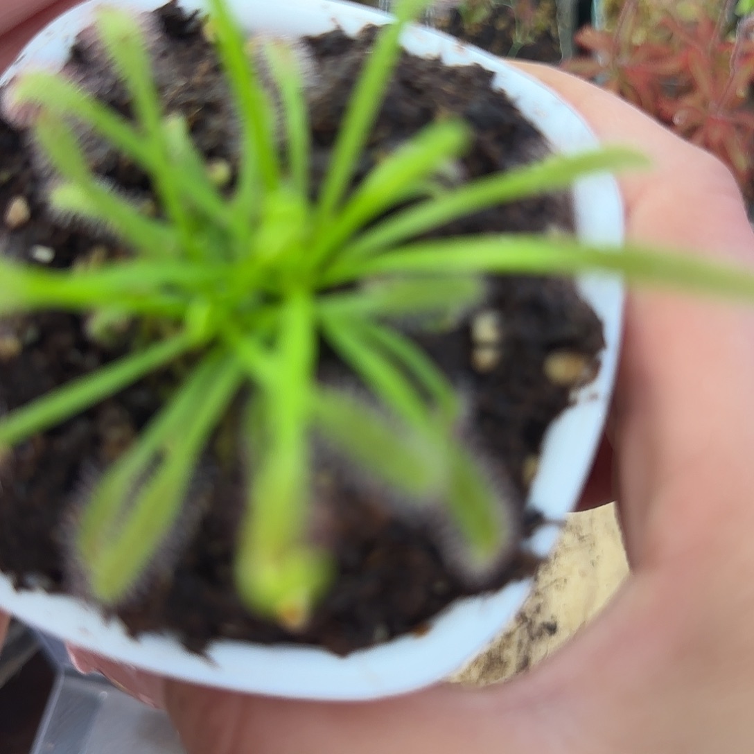 完全开放好望角茅膏菜