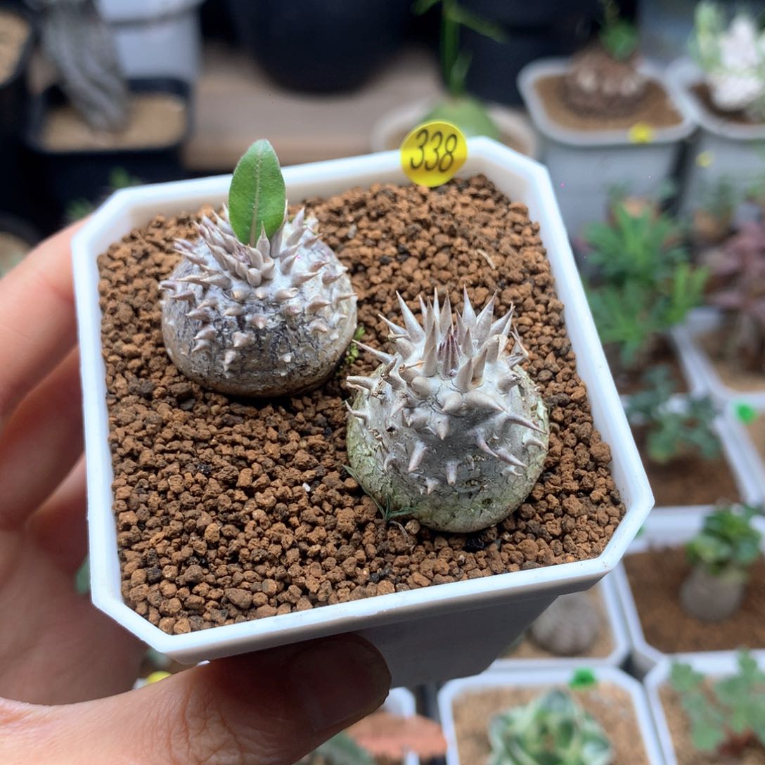 惠比大黑脱土多肉338