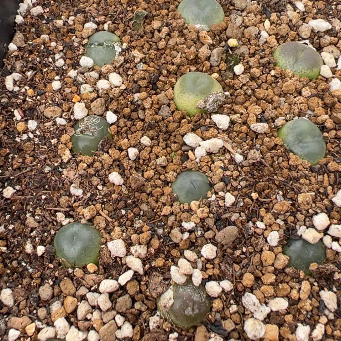 量拍拉登杂交一颗。多肉