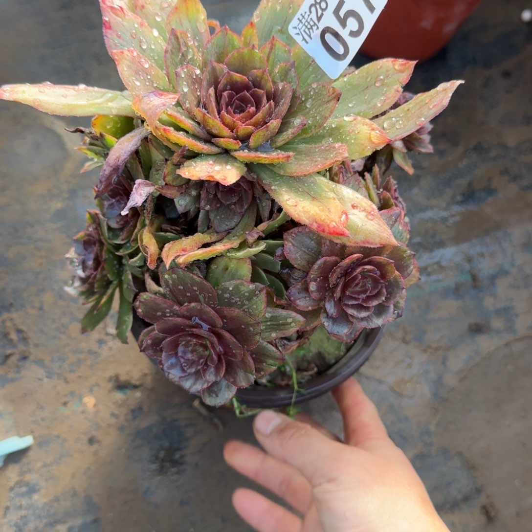 红丝绒多肉057满28包邮断枝不包