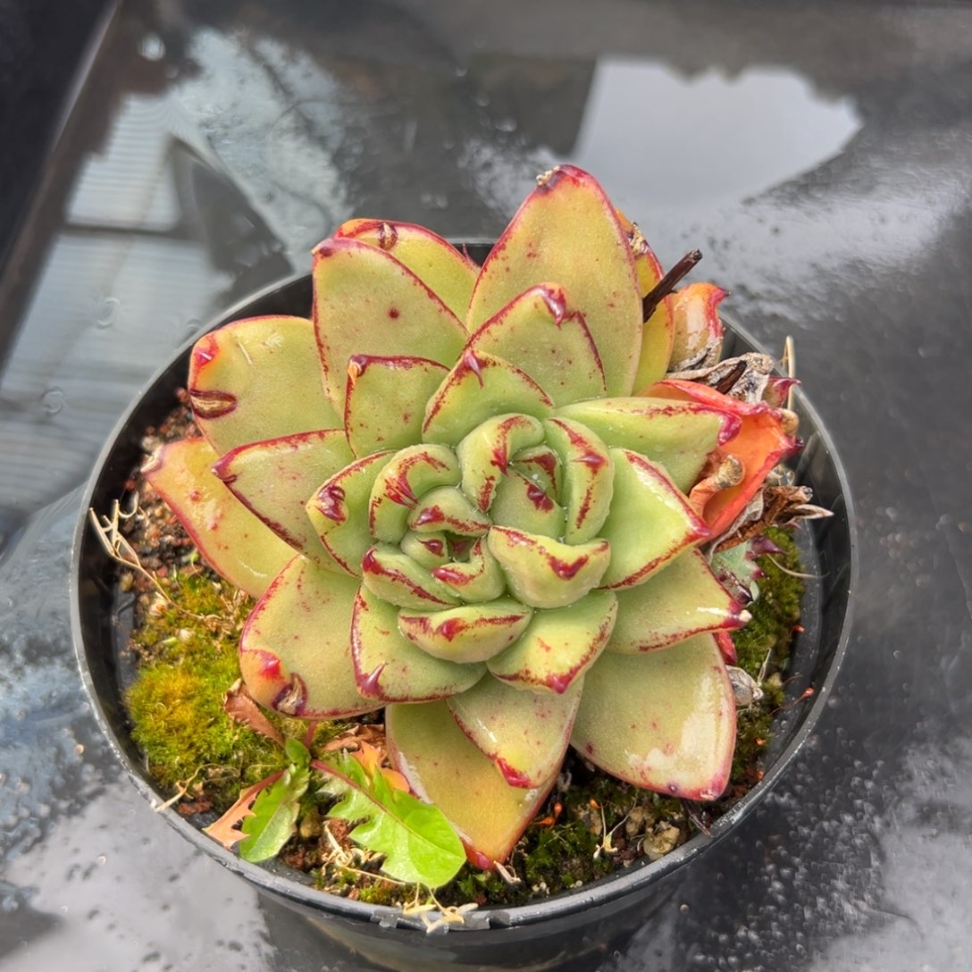 随****从前慢花园多肉编号1218-174