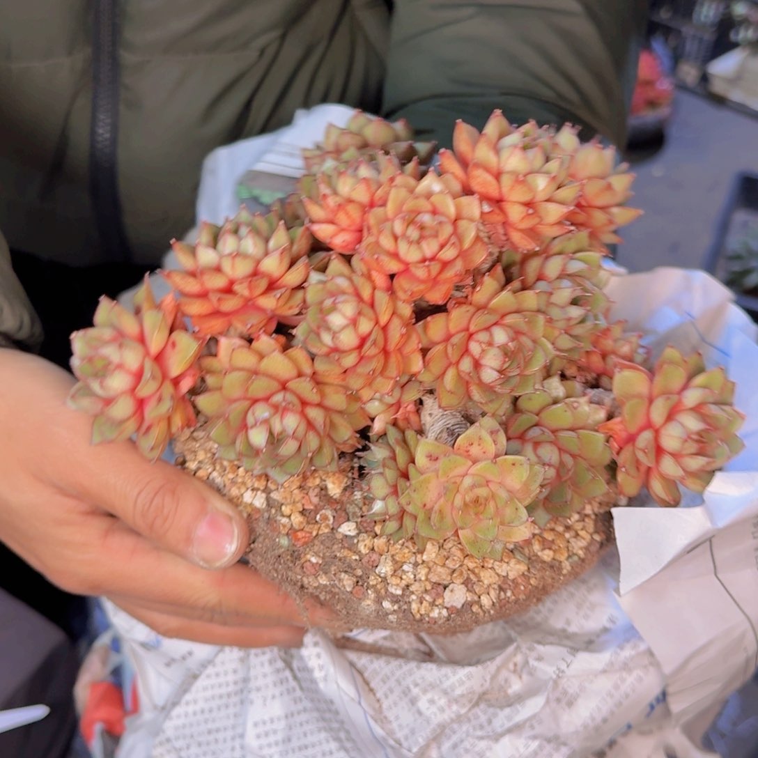 向*葵多肉植物的生长发育