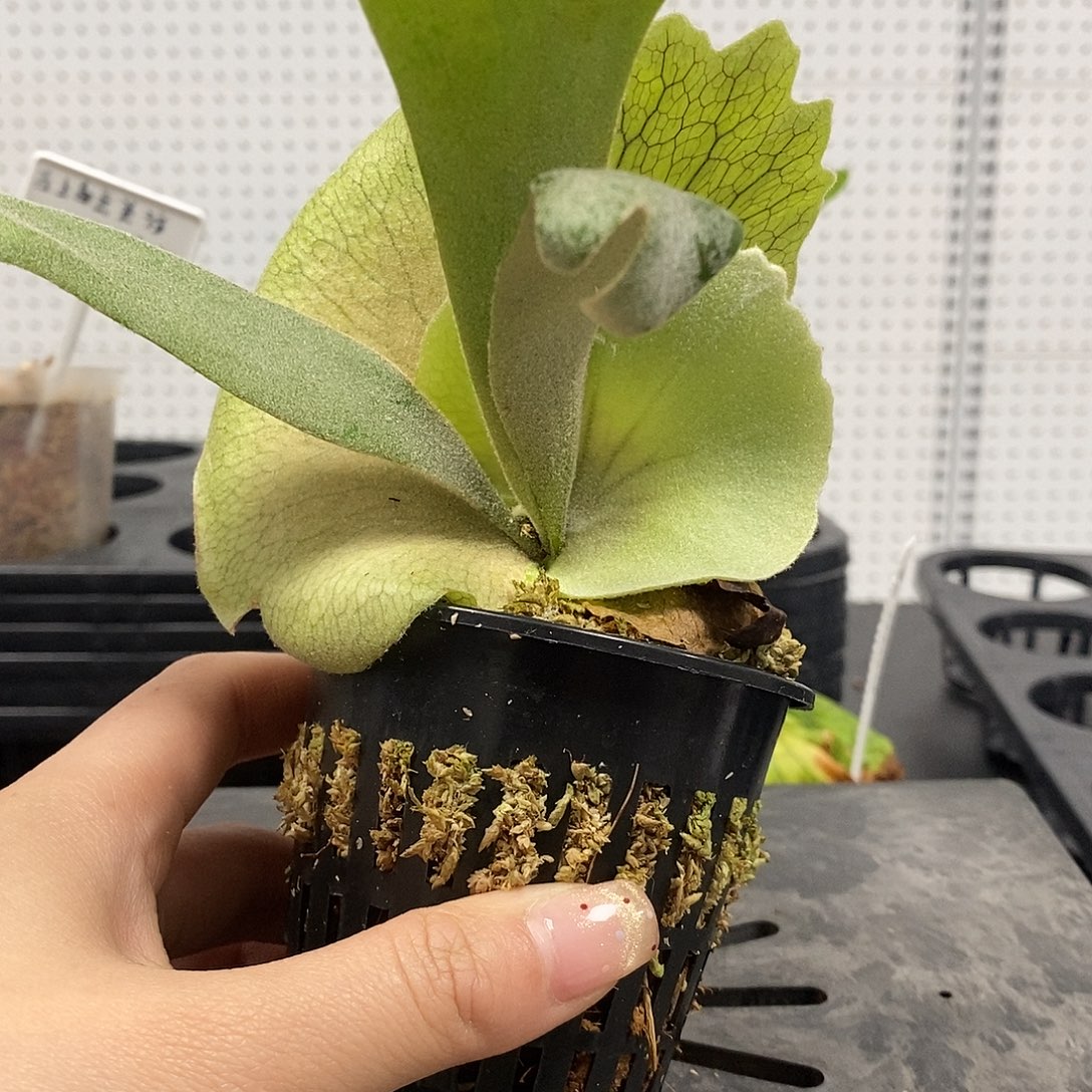 无花朵掉标签鹿角蕨