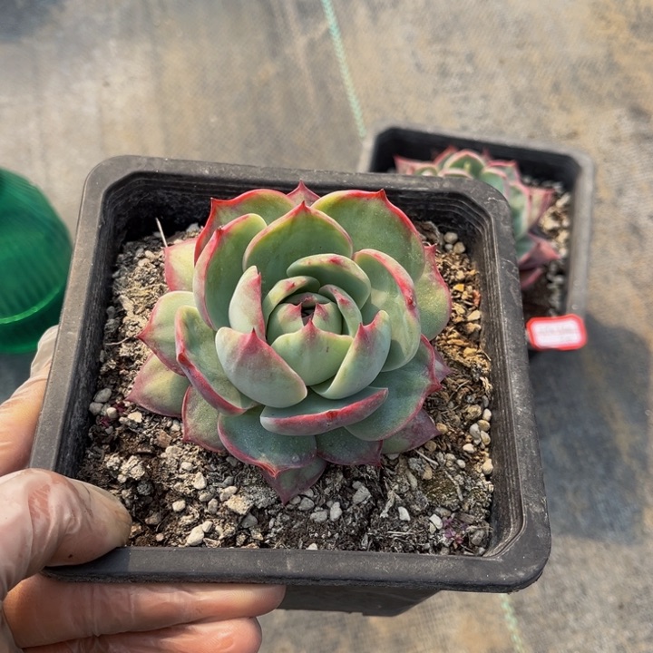 微*惊鸿单头18一颗