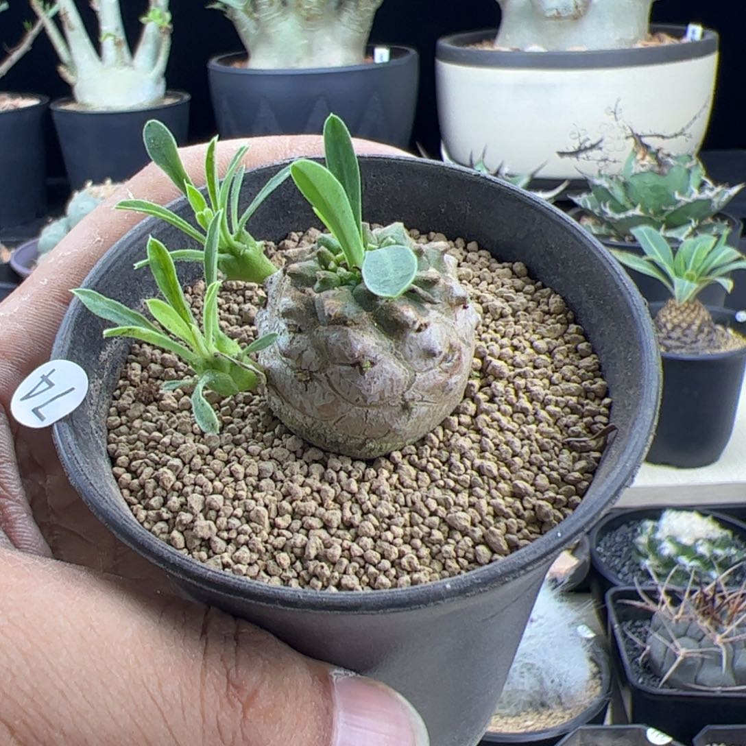 峨眉山一物一拍默认脱土发