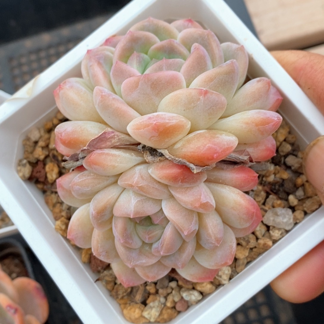 精品多肉一物一拍不包整87