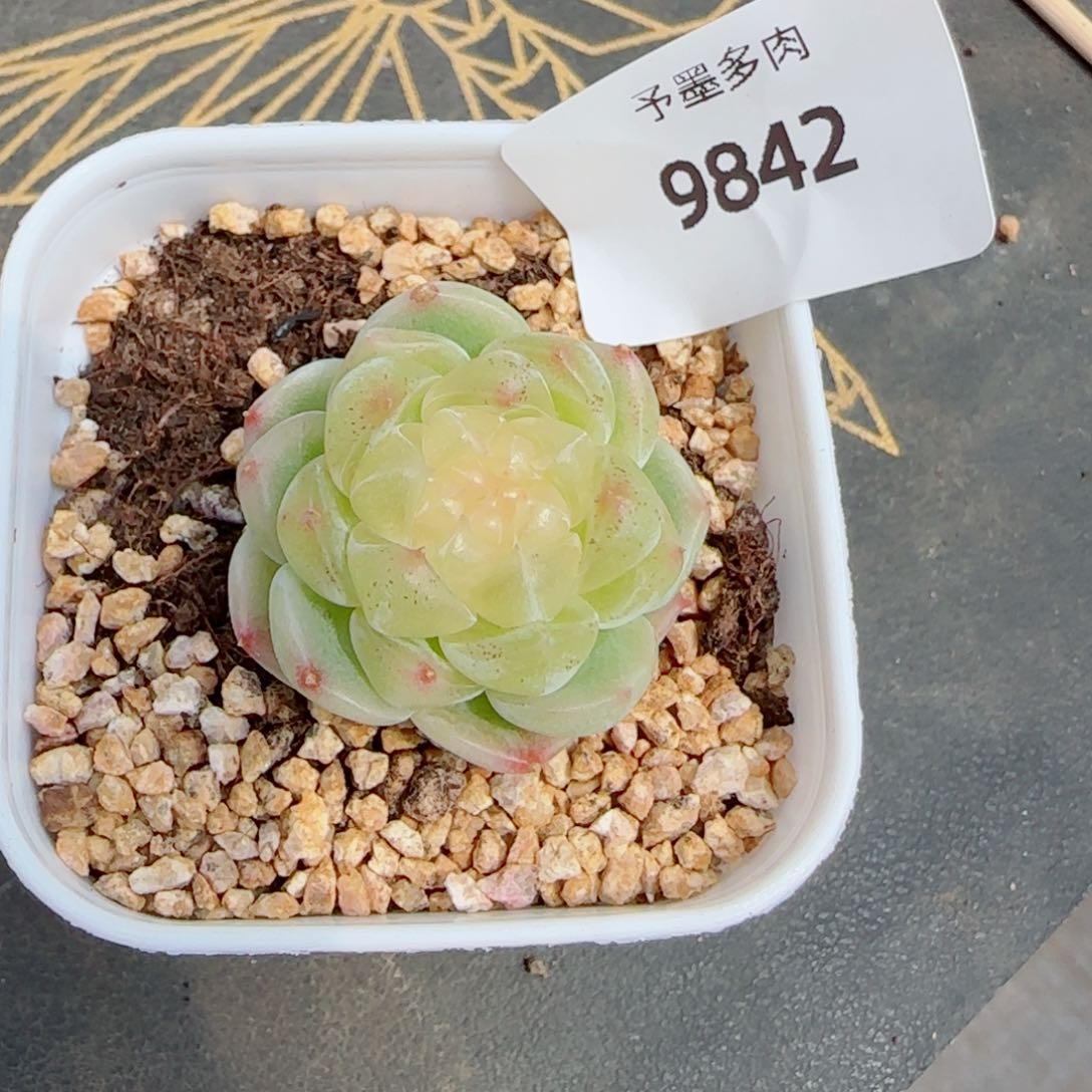 白体泼天富贵，9842多肉植物